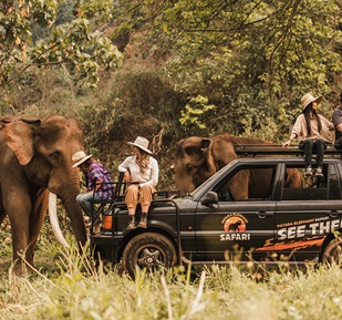 Elephant Safari 4