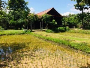 Thai Farm Cooking School 5