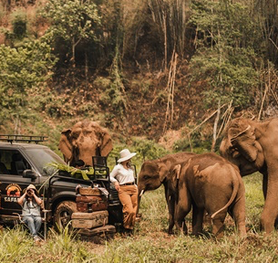 Elephant Safari 2