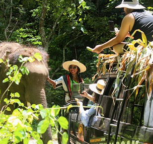 Elephant Safari 3