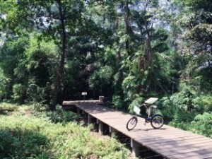 Explore Bangkok’s Hidden Green Paradise on Two Wheels 5