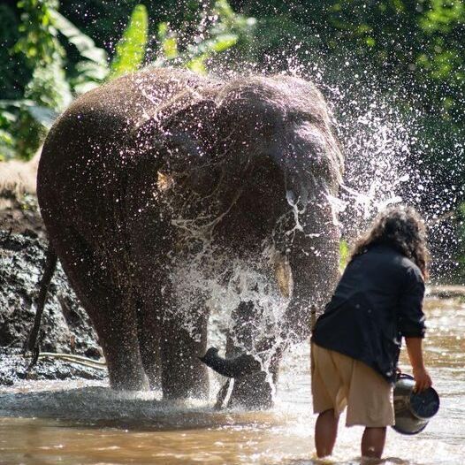 Elephant Day Care