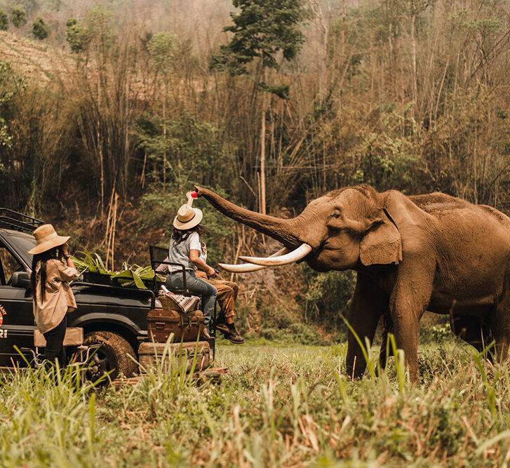 Elephant Safari