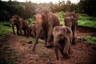 Elephant Day Care 2